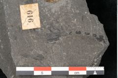 Foto (Detailansicht) von Equisetum ungeri Ettingshausen (NHMW-GEO-2024-0188-10560)